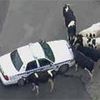 Cows Also Escape Dairy Farms!